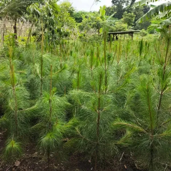 Jual Pohon Cemara Pinus : Solusi Tanaman Hias dan Peneduh Berkualitas